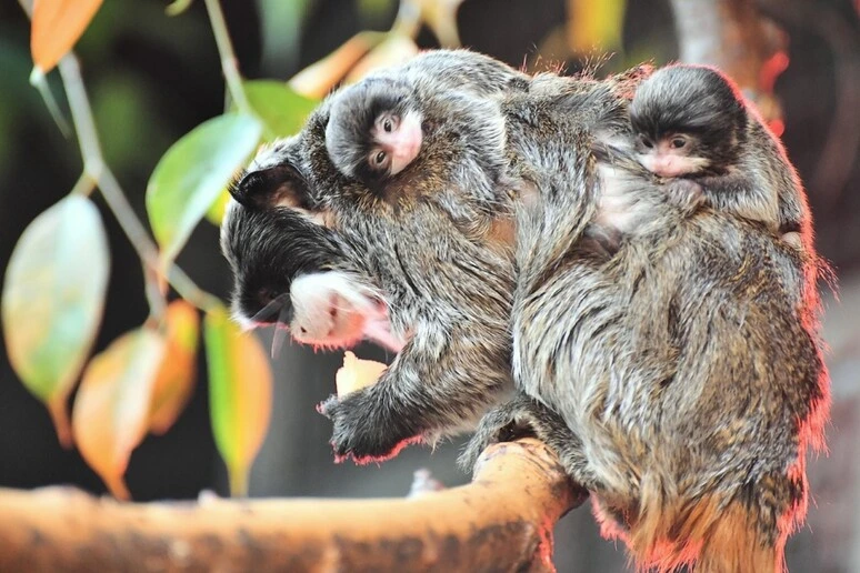Al Bioparco di Roma sono nati due tamarini imperatore