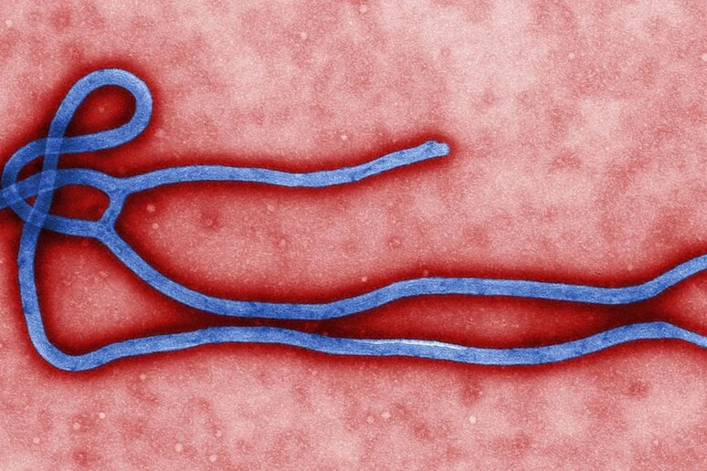 Ebola, i cinque punti cruciali dell'epidemia