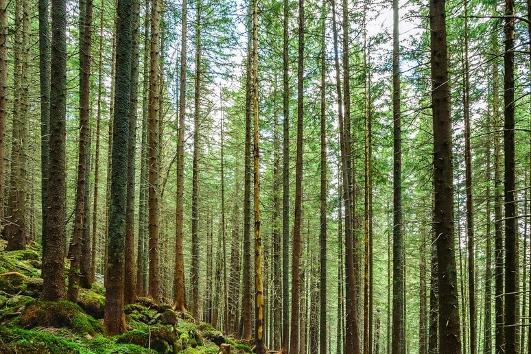 Le minacce alle foreste europee potrebbero raddoppiare entro il 2100