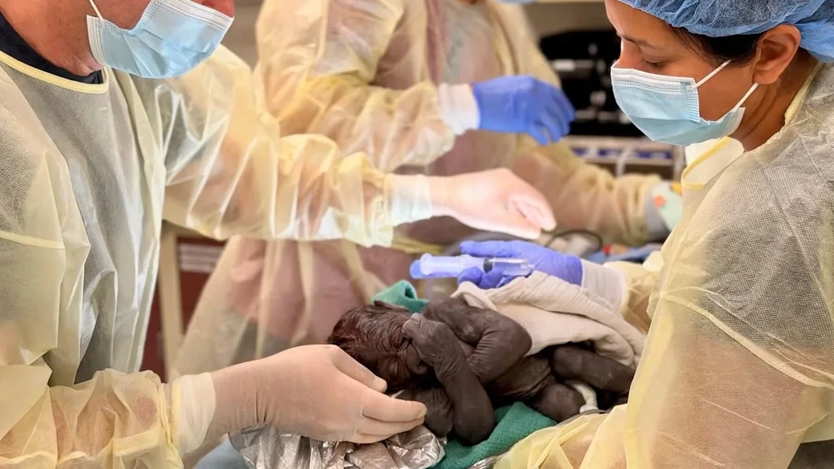 In den USA: Affenbaby kommt per Kaiserschnitt zur Welt