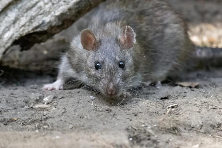 Un experto zoólogo advierte que en la Patagonia está cambiando y crece "el riesgo de una epidemia por hantavirus"
