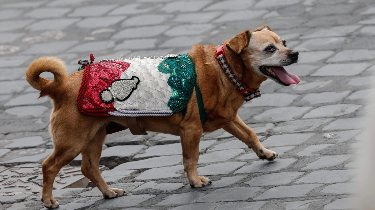 ’Uw labrador betaalt uw pensioen niet’: Italiaanse burgemeester doet opvallende oproep
