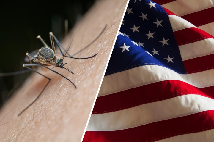 Diez soldados en círculo, 100 mosquitos y 40 picaduras: así probó el Ejército de EEUU si los insectos servían como arma