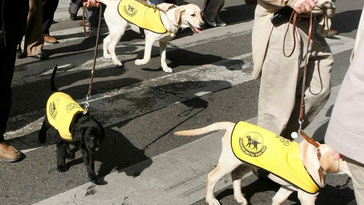 La Inspección de Trabajo obliga a la Fundación ONCE del Perro Guía a que regularice contratos temporales
