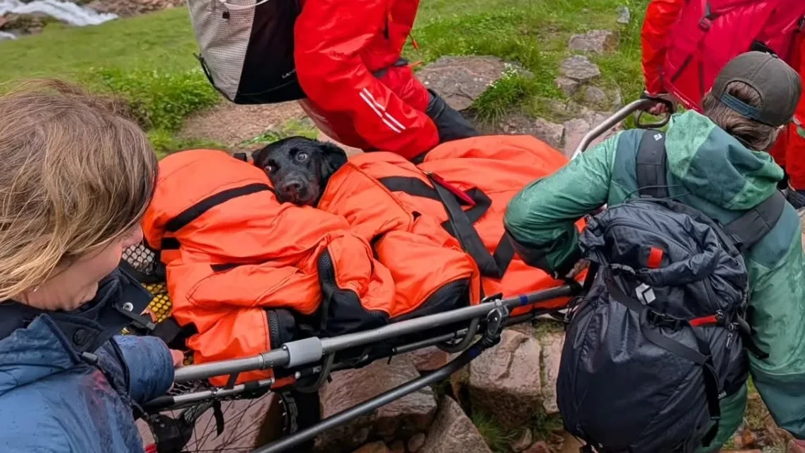 High in den Highlands: Bergretter tragen bekifften Hund ins Tal