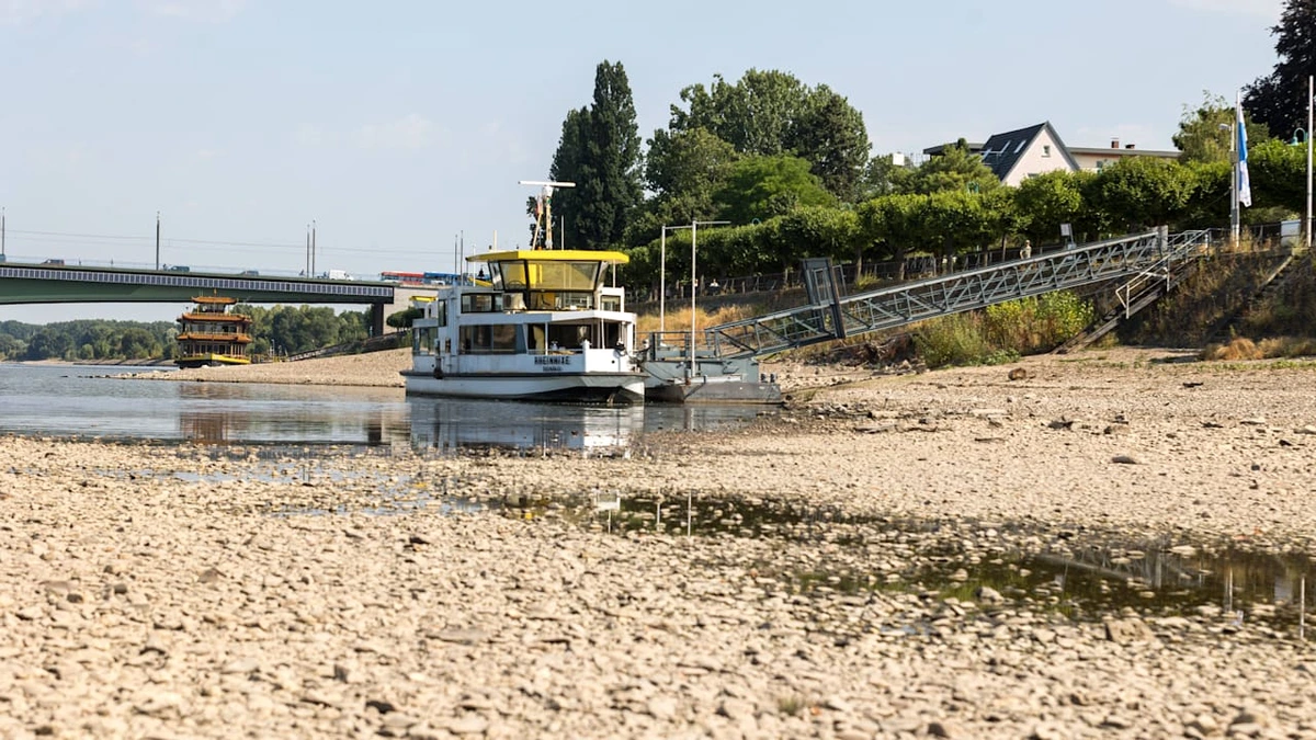 Pegel fallen immer weiter: Der Rhein trocknet aus