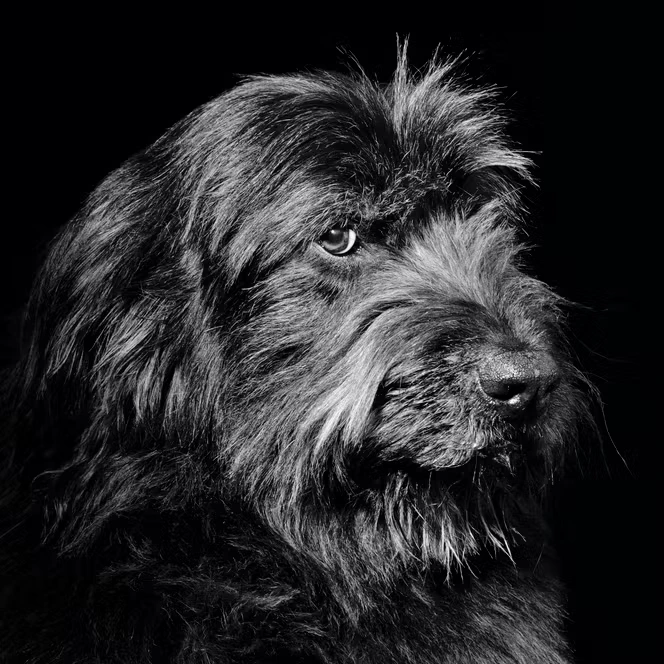 Aux Rencontres de la photographie d’Arles, « Modèle animal » ou deux siècles de regards sur les bêtes