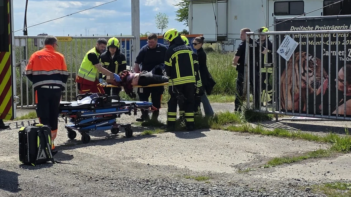 In Sachsen: Mann (72) stirbt zwei Monate nach Tiger-Angriff