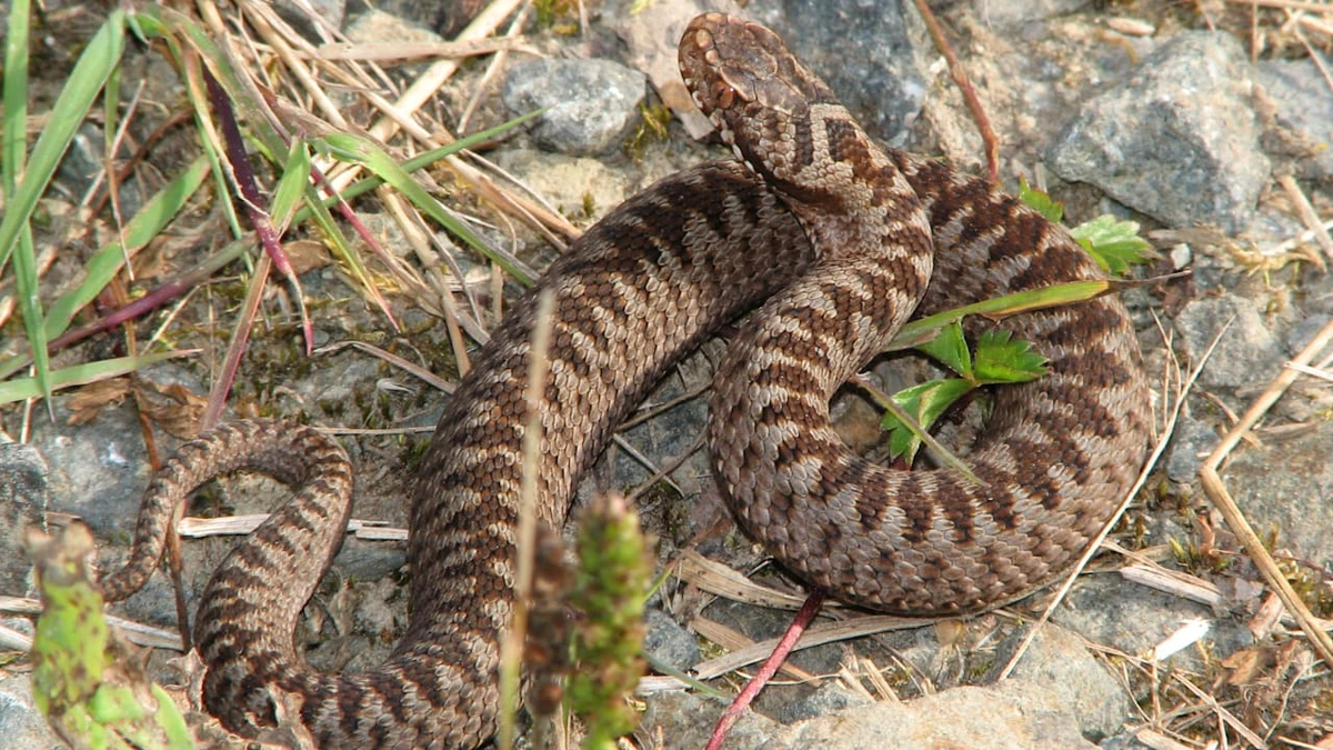 Gegengift eingeflogen: Nach Schlangenbiss! Gelbe Engel retten Kind in Deggendorf das Leben