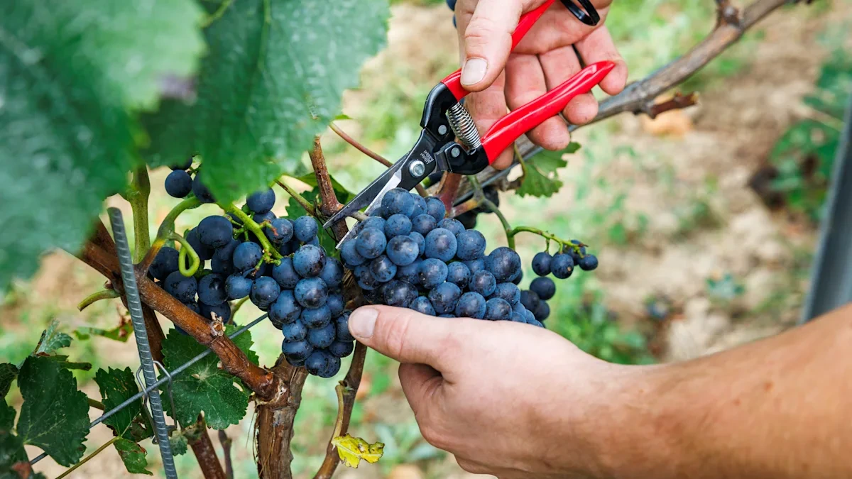 Deutschland beantragt Krisendestillation – Rot- und Roséwein wird zu Biosprit