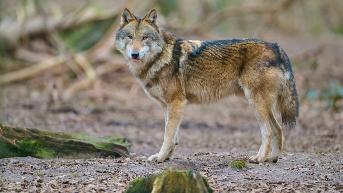 Horror im Italien-Urlaub: Wolf soll deutsche Touristen (12, 52) verletzt haben
