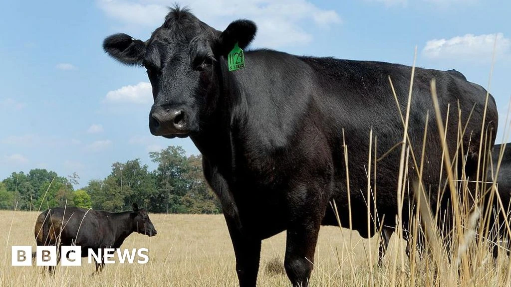 What's causing record high US beef prices?