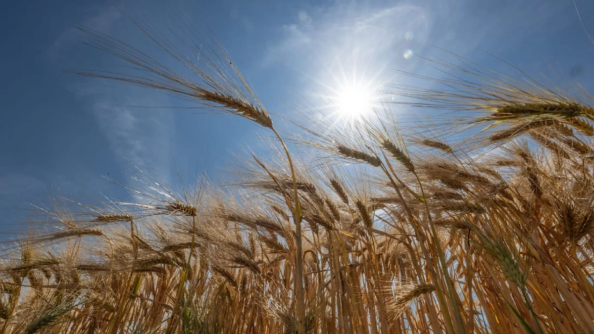 Laut Deutschem Wetterdienst: Zweitwärmster Sommer aller Zeiten!