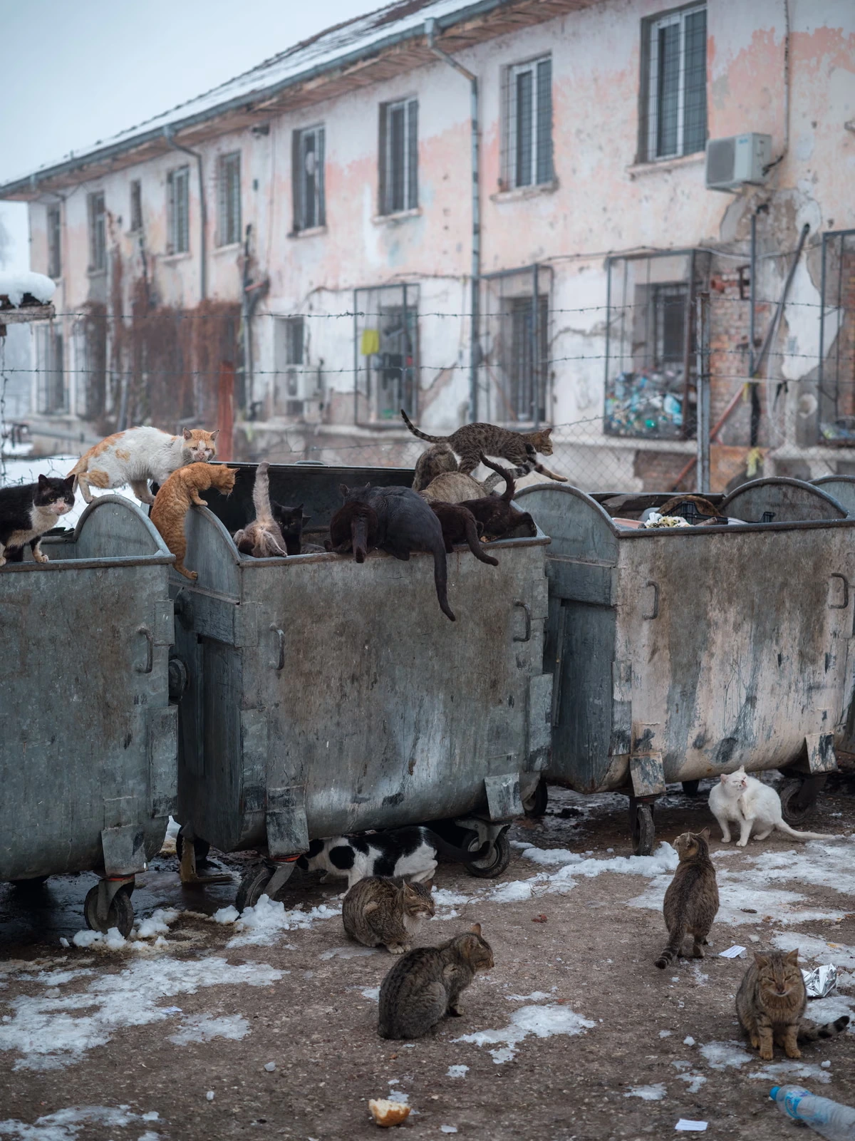 ‘Prisoners killed each other’s kittens. So now they’re forbidden inside’: Vladimir Karamazov’s best photograph