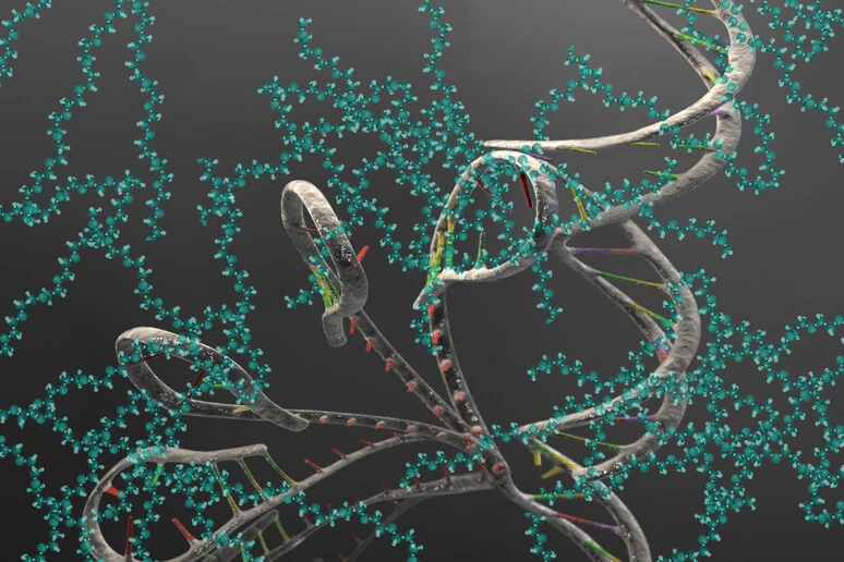 Dall'Rna una nuova speranza per molte malattie genetiche