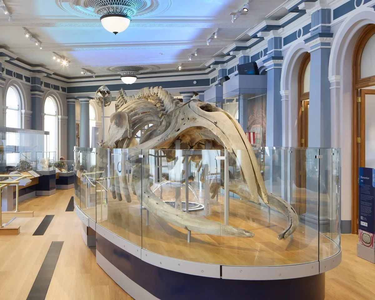 Thar she blows! Hull Maritime Museum resurfaces with a walk-in whale and a ‘monkey mermaid’