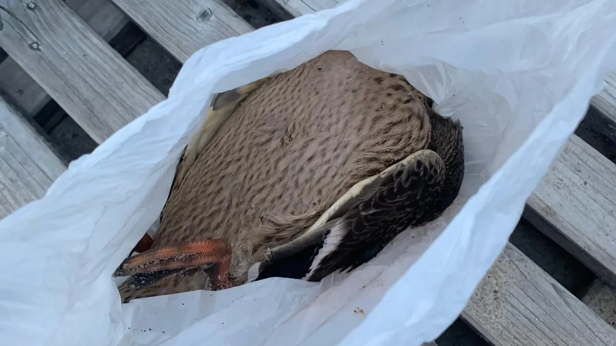 Kinder steinigen Ente am Ostseestrand: Entsetzen nach Tierquälerei