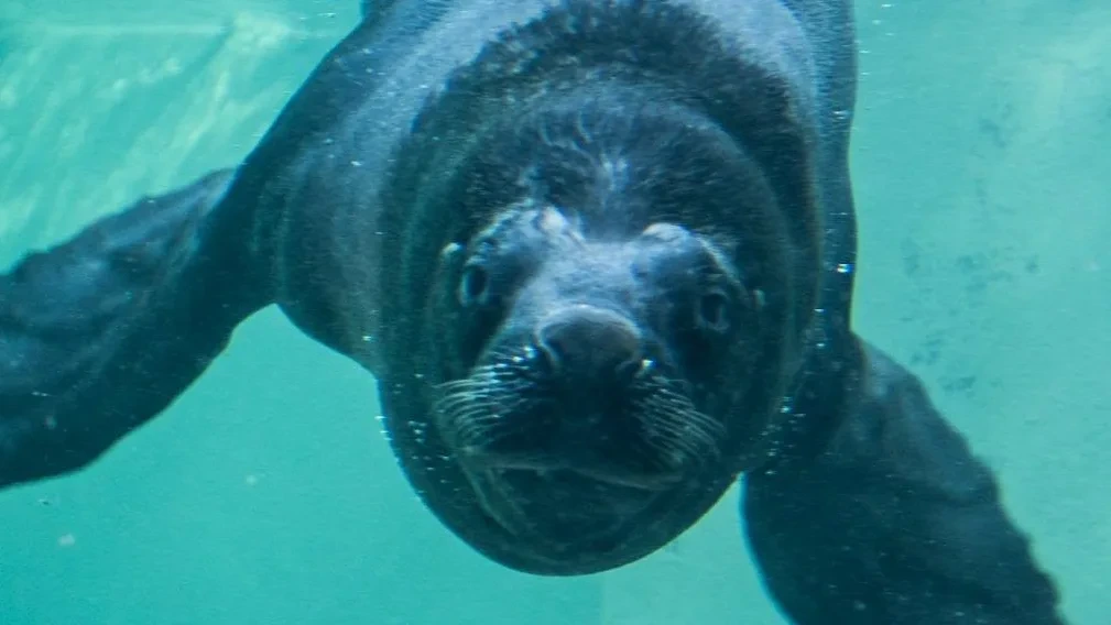 Zoo-Robbe stirbt an verschluckter Puppe: Sie wurde ins Gehege geworfen