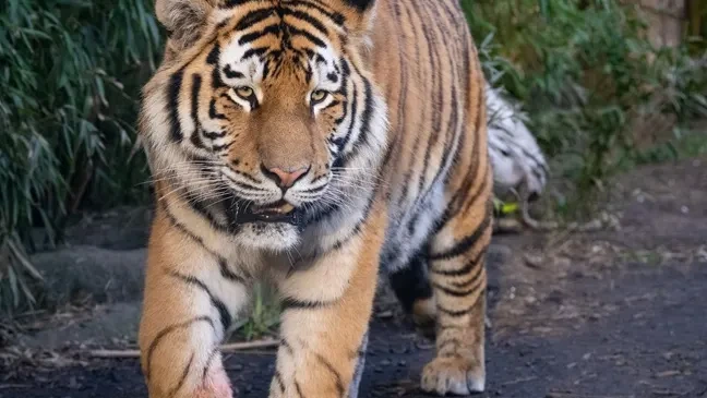 Drama in englischem Zoo: Mann steigt in Tigergehege und wird totgebissen