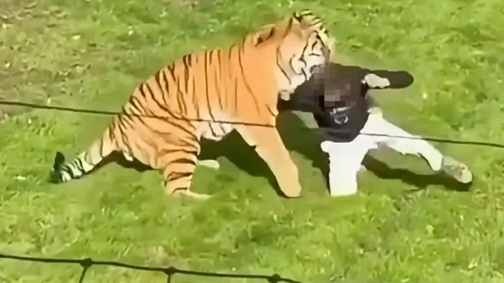 Mann zerfleischt: Er tanzte, bevor er in das Tiger-Gehege sprang