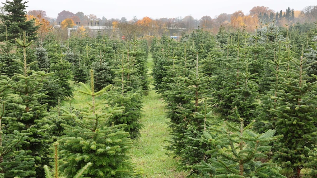 Branche warnt vor dem Fest: Weihnachtsbäume werden teurer