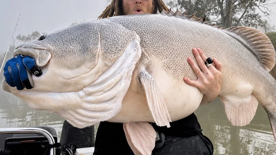 Rekord: Dieser Fisch ist so groß, dass er nicht mal ganz auf das Foto passt